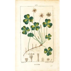 1831 Antique Oxalis Wood Sorrels Print Plant Natural History Botanical Botany Wall Art framing Home decor