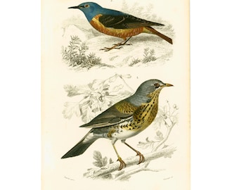 1861 Fielfare, Hand colored Antique Print, 19th century Ornithology, Victorian Wall Art, French lithograph, Gift for bird watcher