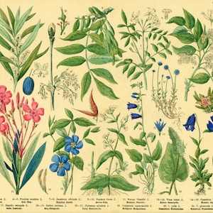 1885 Olivier Rose Laurel Jasmijn Maagdenpalm Campanula Medicinale Plant Farmacopee Fytotherapie Originele Botanische Plaat