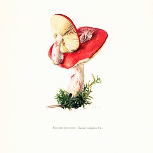 1962 Rosy russula Fungi Art print. Fungus Wall Art. Mushroom vintage print. Mycology illustration image 2