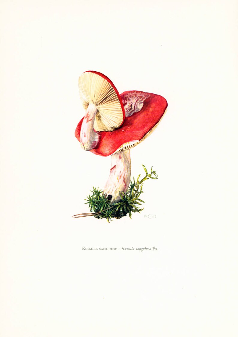 1962 Rosy russula Fungi Art print. Fungus Wall Art. Mushroom vintage print. Mycology illustration image 2