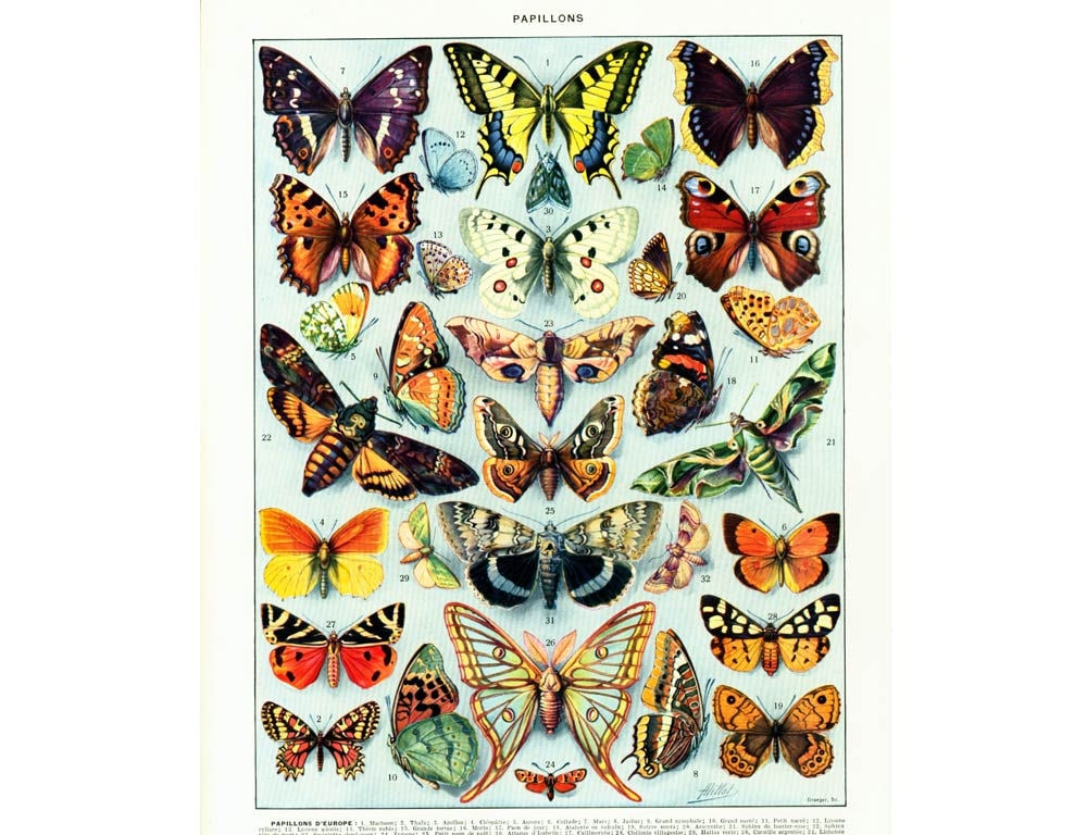 1933 Antique Butterflies identification Chart Print ...
Vintage Butterfly Chart