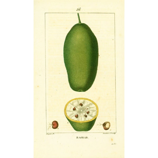 1814 Fruit du Baobab africain Adansonia digitata, Planche Botanique Ancienne Flore Médicale Homéopathie Chaumeton Panckoucke Poiret Turpin