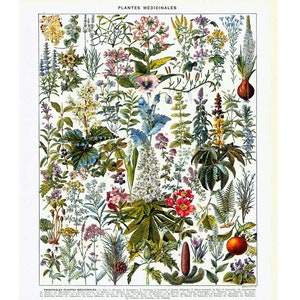 1933 Geneeskrachtige planten - giftig - giftig - gevaarlijk - hallucinogeen - Origineel Botanisch Bord Larousse - i