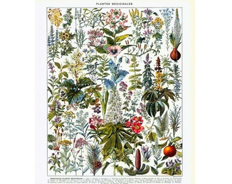 1933 Vintage Medicinal Plants Print. Identication Chart. Herbs Wall Art. Antique Botanical print. Authentic Framable Art. Larousse