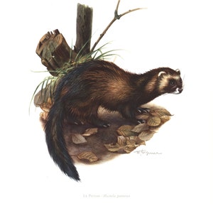 1974 European polecat Mustela putorius vintage illustration Mustela lutreola, animal Art Print, Wild animal, painting image 1