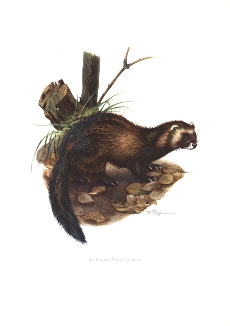 1974 European polecat Mustela putorius vintage illustration Mustela lutreola, animal Art Print, Wild animal, painting image 1