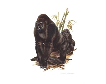 1974 Gorillas vintage illustration, Primates Art Print, Wild animal, painting