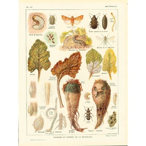 Könnte beinhalten: Eine antike Lehrtafel, die die Krankheiten und Schädlinge der Zuckerrübe veranschaulicht. Die Tafel zeigt detaillierte Illustrationen von Zuckerrübenblättern, Wurzeln und Insekten sowie Beschreibungen in französischer Sprache.