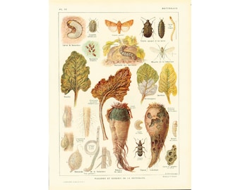 1922 Antique Print of Sugar Beet Diseases, Root Vegetables Pathology,  Insect, Caterpillar, ENTOMOLOGY, AGRONOMY, illustration Larousse