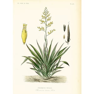 1864 Phormium tenax Flachs aus Neuseeland Botanical Plate Old Atlas Land- und Forstpflanzen