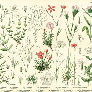 1885 planten Caryophyllaceae Caryophyllaceae Dianthus Anjer Silenes oude plaat botanische poster posterformaat