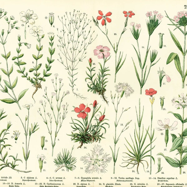 1885 Dianthus Pink family Silene Caryophyllaceae Soapworts Antique Lithograph Print poster Identication chart