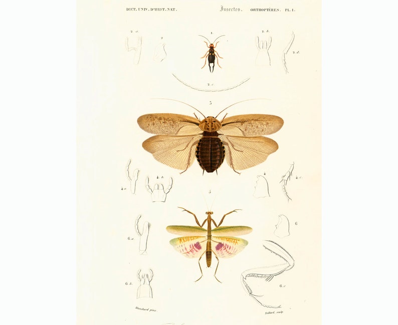 1861 Mantis Antique Engraving Hand colored Original Antique Print Wall Art home Lithograph decor entomology Beetle image 1