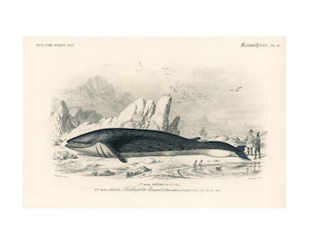 1861 Antique Whale print, Lithograph Sealife, Hand Colored, Whale Watching, Wall Art home decor