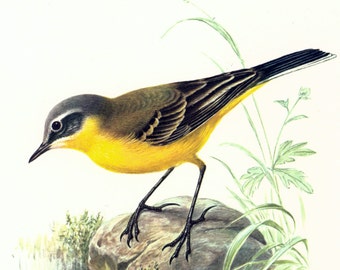 1969 Yellow Wagtail, vintage Bird Print, Ornithology, Natural history, nature wall art