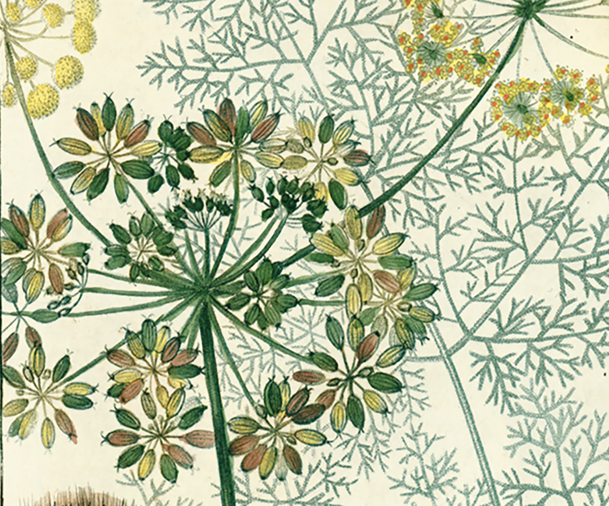 1814 Antique Asafetida Asafoetida Seeds Roots Flower Plant Etsy