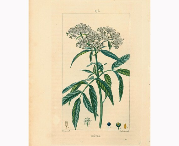 1831 Sureau Hièble Sambucus Ebulus Plante Medicinale Planche Botanique Ancienne Flore Médicale Chaumeton Panckoucke Poiret Turpin