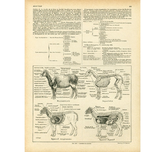 1922 Anatomie du mouton, Planche vétérinaire, Ancienne Illustration, Larousse, Decor Vintage Campagnard