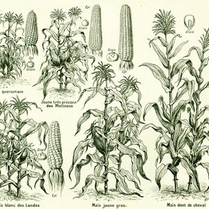 1922 Antique Corn Print, Vintage Botanical Fruits Vegetables Print ...