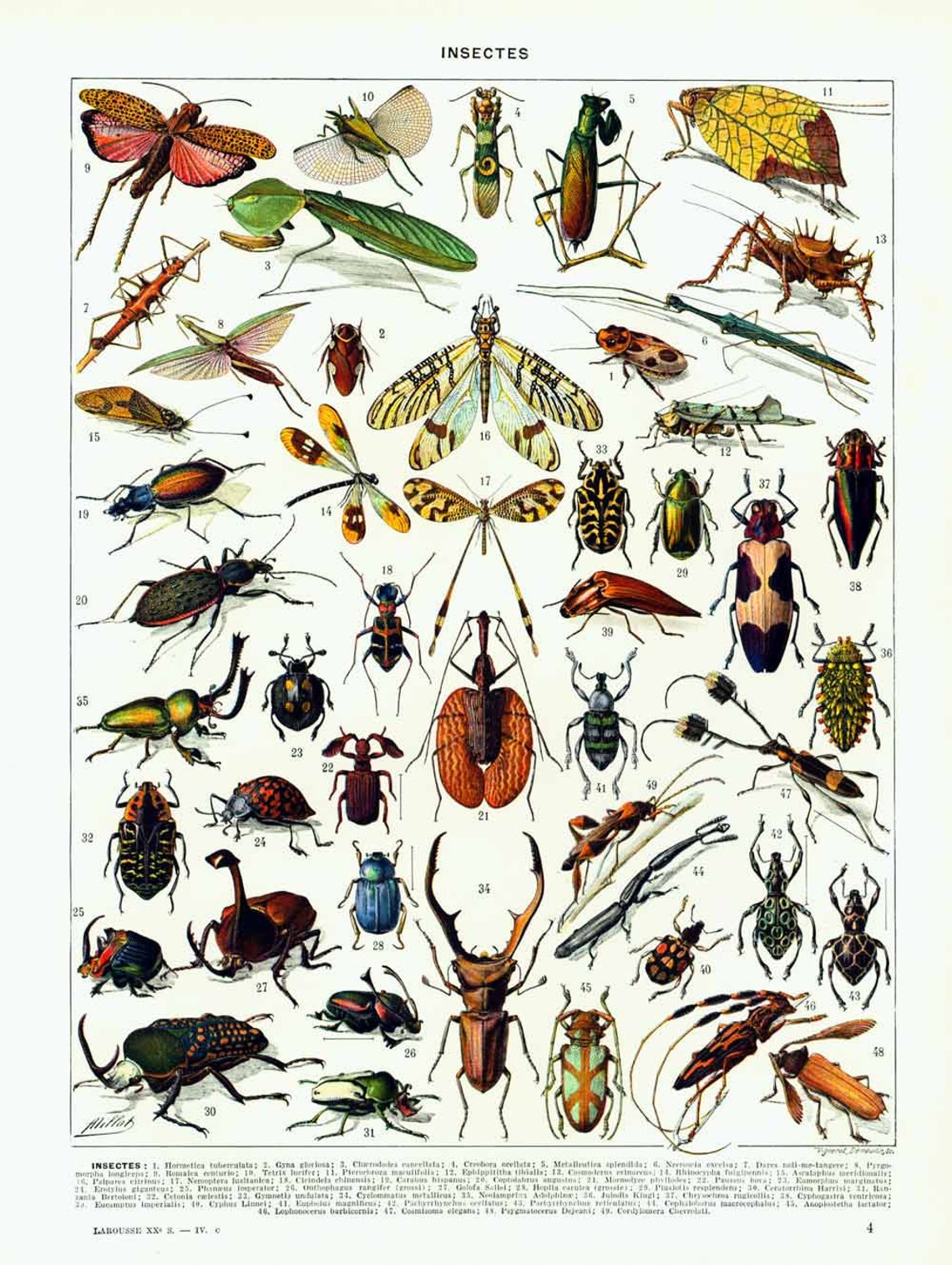 1933 Insectes Planche Entomologie Originale Cigales Larousse Etsy France