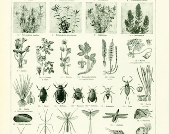 1922 Antique Aquaric Fauna Print, Vintage Aquatic Flora illustration, ENTOMOLOGY, Larousse