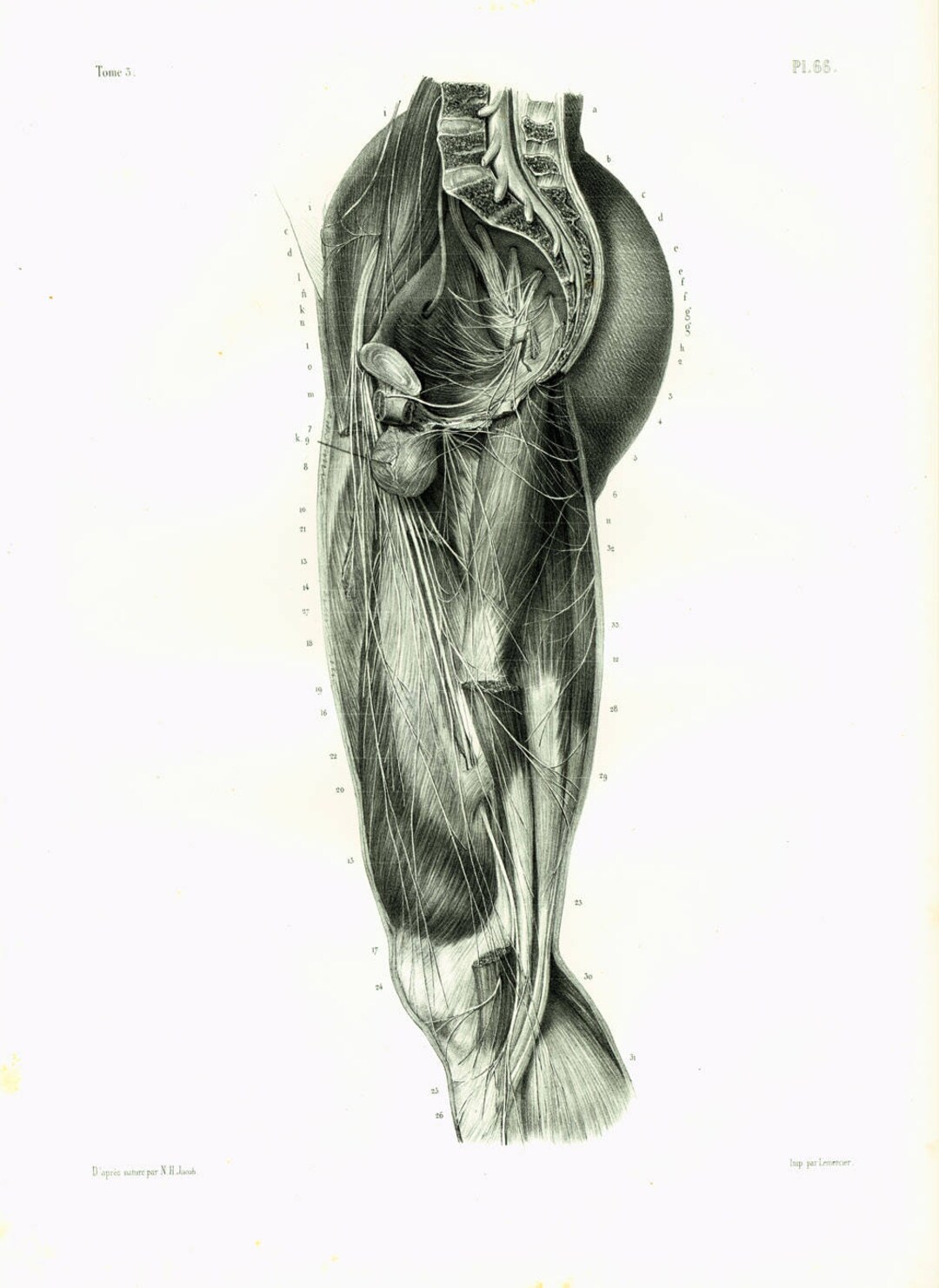 1844 Thigh, Upper Leg, XL Antique Human Body Print, Muscles