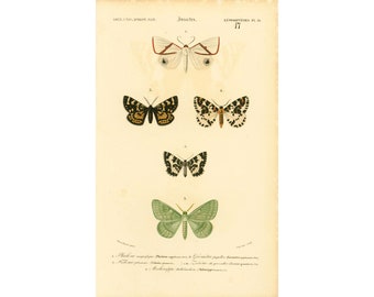 1861 Phalaena, Geometer moth Butterflies, Original Print, by Ch. d'Orbigny, Entomology Antique Print Lepidoptera Natural History Fine Art