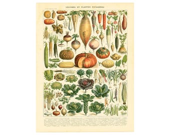 1897 Vegetable print, Antique Larousse illustration, Gardening, Pumpkin, Vegetable Wall Art, Kitchen Decor