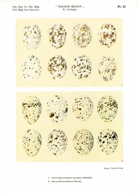 Egg Identification Chart