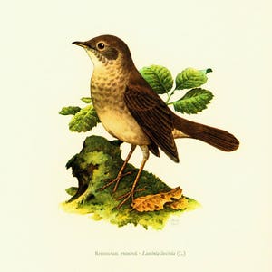 Nachtegaal uit 1969. Vogelillustratie, vintage decor, afbeelding, gravure. Ornithologie