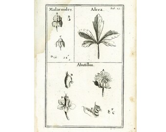 1797 Abutilon Alcea Malva Mauve Gravure Originale. Die Botanischen Elemente Drehend. Anatomie Pflanzliche Physiologie Naturgeschichte