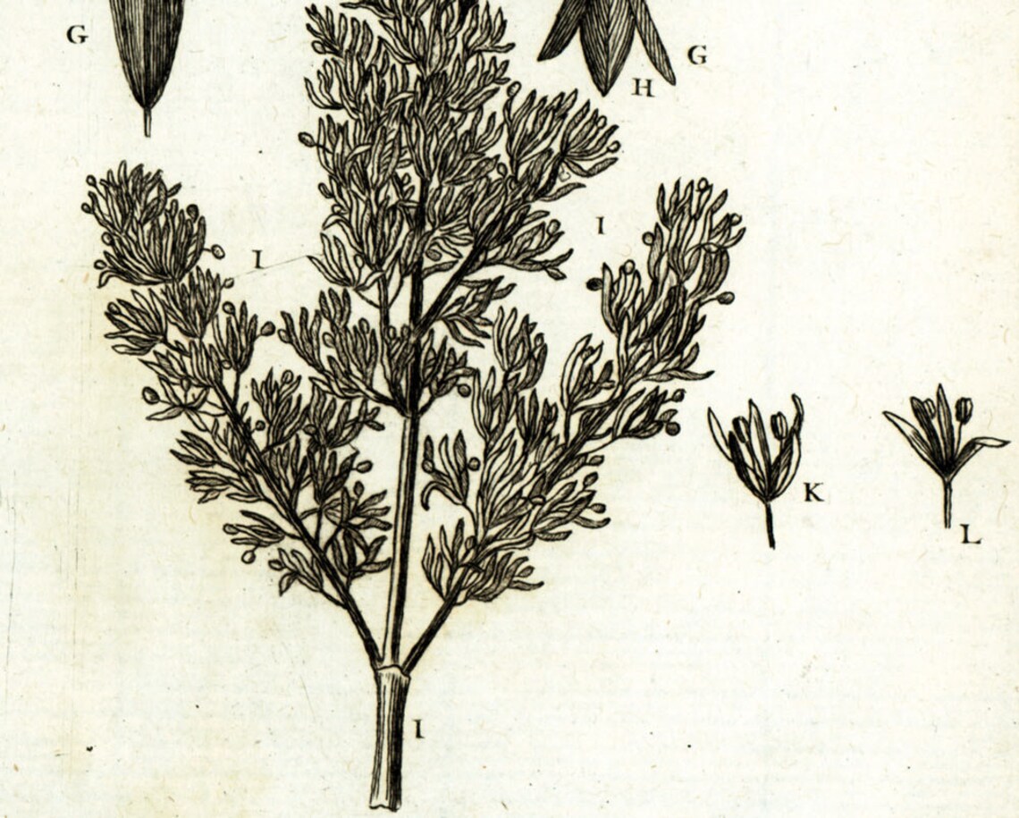 1797 European Ash Catkins Hardwood Trees Botanical Print Etsy