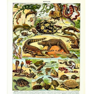 Peut inclure: Une illustration vintage de divers reptiles, y compris des serpents, des lézards, des crocodiles et des tortues. L'illustration est dans un style coloré avec des dessins détaillés de chaque reptile.