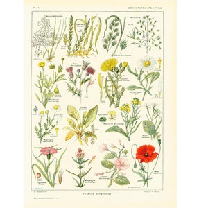 1922 PLANTAS DE MALEZA Ilustración en placa BOTÁNICA Original Gran Formato Larousse