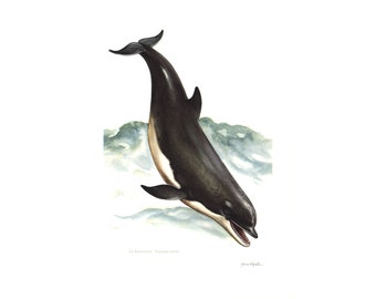 1974 Dolphin vintage illustration, Animal Art Print, Whales painting