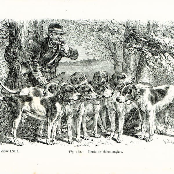 1867 Race de Chien de Chasse, Meute de chiens Anglais Lithographie Gravure Dessin Planche ancienne Cynologie Atlas Gayot