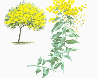 1967 Wattle print. Vintage Spring Mimosa Flower Illustration. Mimosa Print. Botanical art.