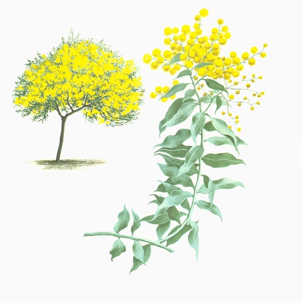 1967 Mimosa Fleur branche. Acacia floribunda. Planche botanique. Arbre Fleurs jaunes. Plantes Nice Cote d'Azur.
