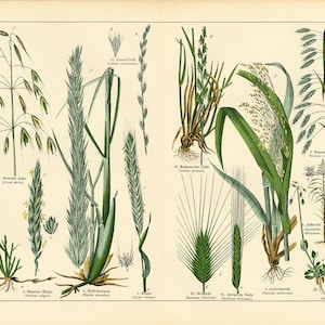 1869 Triticum Trigo Cebada Bromo Panicum Cereales Hierbas Granos Semillas Tablero antiguo Cartel de botánica Póster