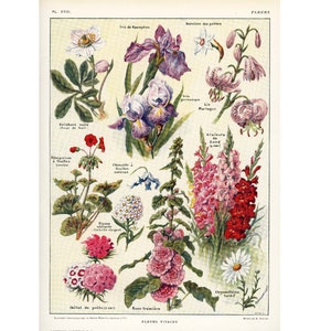 1922 Rose Tremière, Lily Martagon, Iris, Helleborus, Clematis, Plaat BOTANIQUE Originele illustratie Groot formaat Larousse