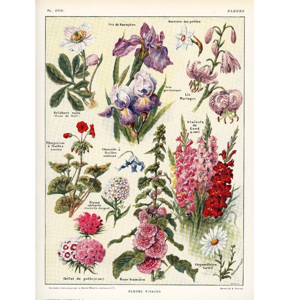 Malva real, lirio martagon, iris, eléboro, clemátide (1922). Ilustración de Larousse de gran formato, lámina botánica original.