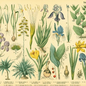1885 Aloe Iris Narcissus Agave, Plantas Medicinales Placa Antigua, Cartel Botánico