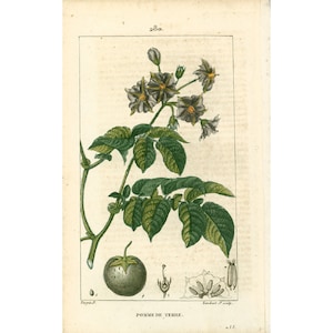 1814 Antique Potatoes Print, Vegetable Veggie Fruit Plant Natural History Botanical Botany Wall Art framing Home decor
