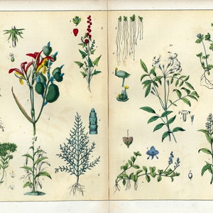 1869 Canna Jasmijn Officinal Veronique Samphire Callitriche Lemna Geneeskrachtige plant Aquatische identificatie Originele botanische plaat