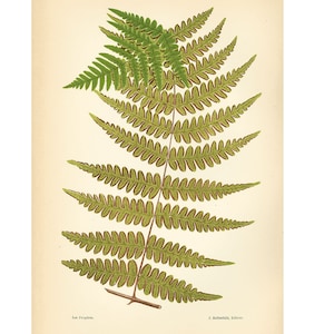 Puede incluir: Una ilustración botánica vintage de un helecho con frondas verdes y marrones. La ilustración está sobre un fondo crema con el texto "Las Fragiles" y "J. Bothewick, Edito." en la parte inferior.