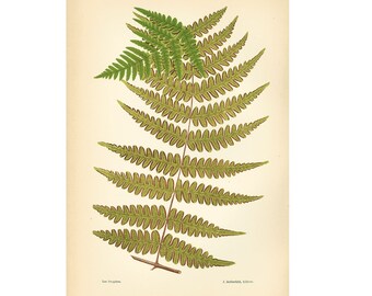 1867 Antique Pteris Fern Leaf Print Botanical Chromolithograph Home decor Victorian Botanical wall art