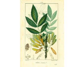 1814 Fraxinus Frassino Comune Vecchio Piatto Botanico, Chaumeton Flora Medica Pianta Farmacopea Tradizionale