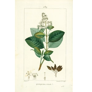 1831 Antique Cinchona officinalis Print Quinine medicinal Plant Botanical Art for framing decor
