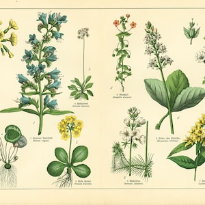 1869 Primrose Primula Cyclamen Echium Viperine Convolvulus Vogelmiere Giftpflanze Medizinische Botanische Platte alte Gravur